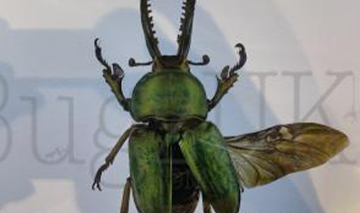 Martyn Warren : Digital Print : Lamprima Ado;phinae (saw Tooth Stag Beetle)