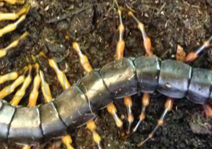 Scolopendra Cf hainanum