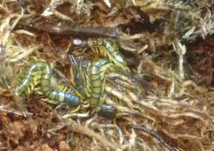 Scolopendra Cf hainanum