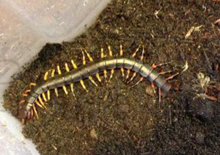 Scolopendra Cf hainanum