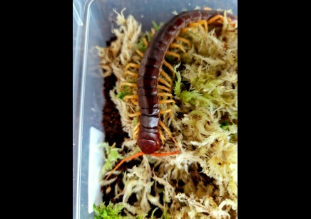 Scolopendra Dehaani (thai Giant Yellow Leg) 1 Left !