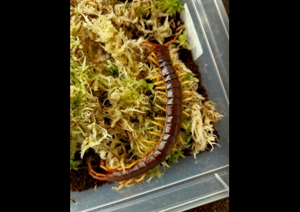 Scolopendra Dehaani (thai Giant Yellow Leg) 1 Left !