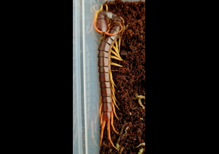 Scolopendra Dehaani (thai Giant Yellow Leg) 1 Left !