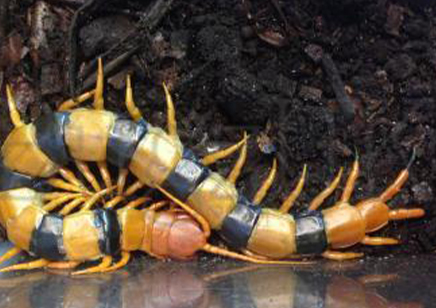 Scolopendra hardwickei