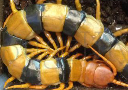 Scolopendra hardwickei