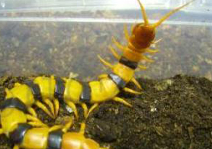 Scolopendra hardwickei