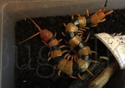 Scolopendra hardwickei