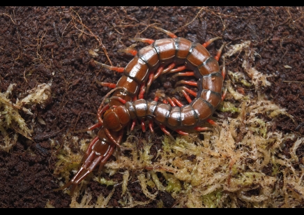 Scolopendra Sp. Madagascarensis