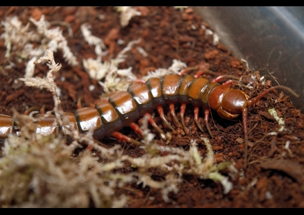 Scolopendra Sp. Madagascarensis