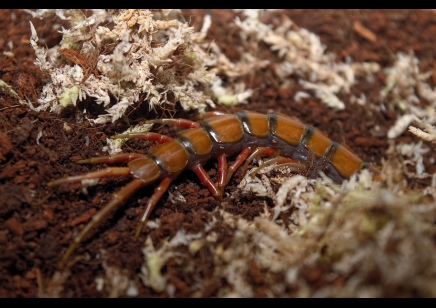 Scolopendra Sp. Madagascarensis