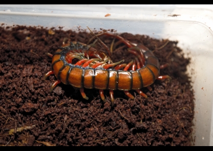 Scolopendra Sp. Madagascarensis