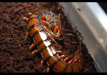 Scolopendra Sp. Madagascarensis