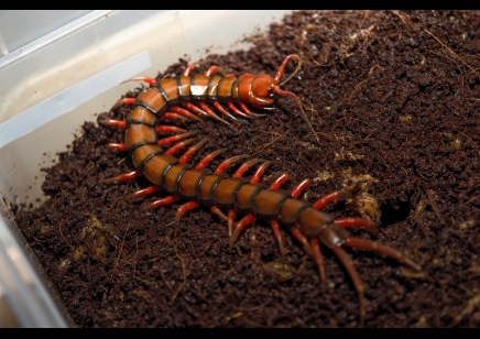 Scolopendra Sp. Madagascarensis