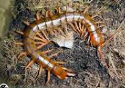 Scolopendra subspinipes ..(thai Red Leg)