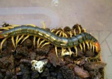 Scolopendra subspinipes mutilans