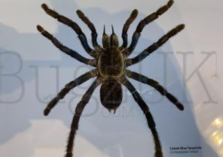 Martyn Warren : Digital Print : Cyriopagopus Lividus (cobaly Blue Tarantula)