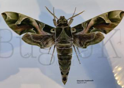 Martyn Warren : Digital Print : Daphnis Nerii (oleander Hawkmoth)