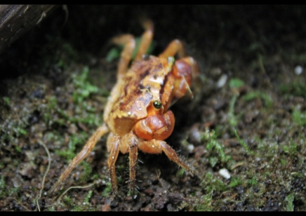 Metasesarma aubryi - Red Apple Crab 3 left