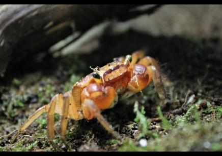 Metasesarma aubryi - Red Apple Crab 3 left