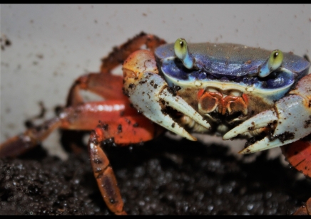 Cardisoma armatum - Rainbow Crab *SPECIAL DISCOUNT* 2 - 8/10cm left