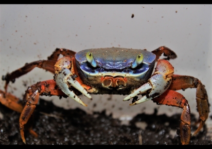 Cardisoma armatum - Rainbow Crab *SPECIAL DISCOUNT* 2 - 8/10cm left