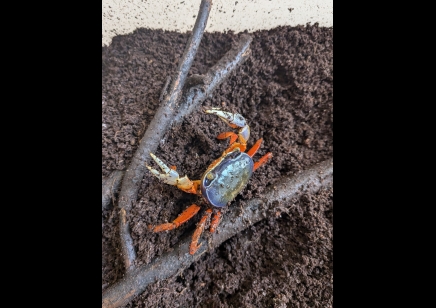 Cardisoma armatum - Rainbow Crab *SPECIAL DISCOUNT* 2 - 8/10cm left