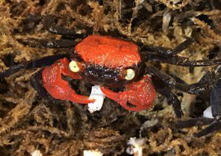 Geosesarma hagen - Red Devil Vampire Crab 7 left