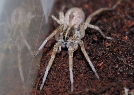 Hogna miami - Field Wolf Spider