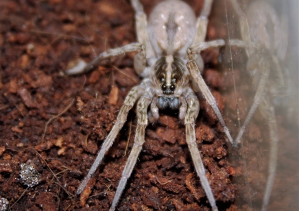 Hogna miami - Field Wolf Spider