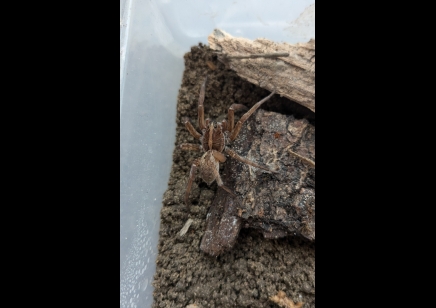 Hogna miami - Field Wolf Spider 4 left