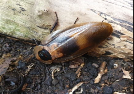 Blaberus giganteus (CB by BugzUK) special offer for packs of 10