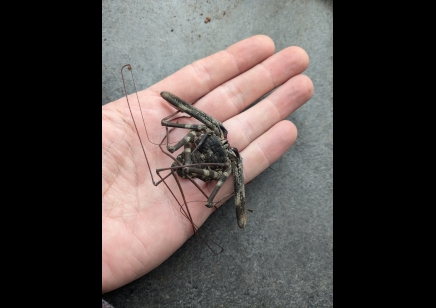 Damon medius - Tailless Whip Scorpion (100% confirmed species)