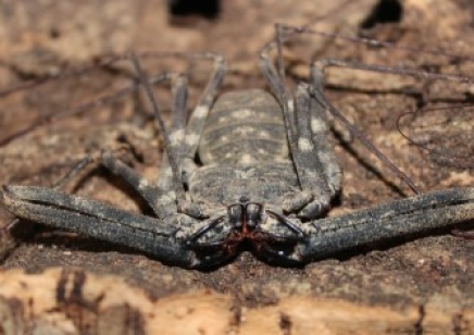 Damon medius - Tailless Whip Scorpion (100% confirmed species)