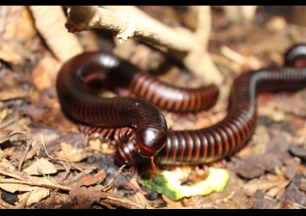 Archispirostreptus gigas - Congo black, African giant black