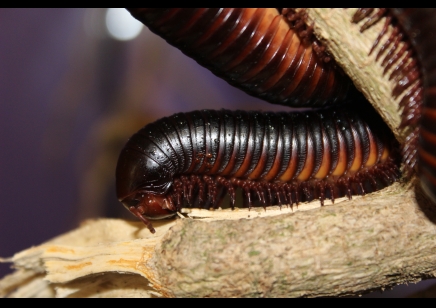 Archispirostreptus gigas - Congo black, African giant black