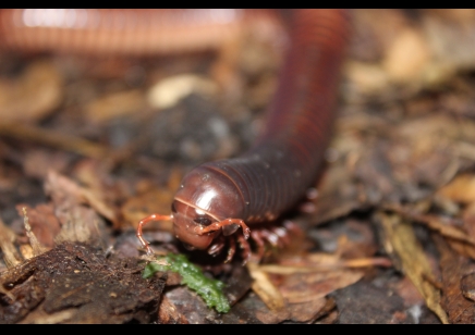 Archispirostreptus gigas - Congo black, African giant black