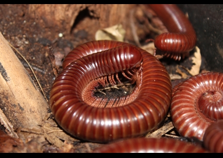 Ophistreptus guineensis - African Giant Chocolate millipede *special discount*