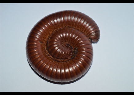 Ophistreptus guineensis - African Giant Chocolate millipede *special discount*