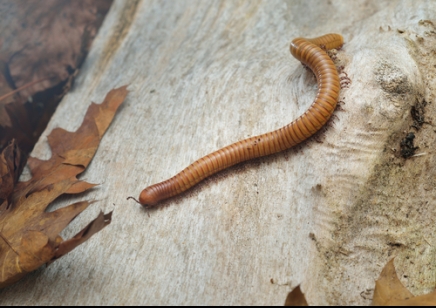 Orthoporus ornatus - Gold Desert Millipede