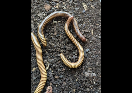 Orthoporus ornatus - Gold Desert Millipede