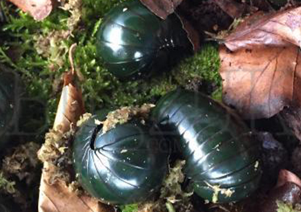 Pill Millipedes - Zoosphaerium neptunus - Giant Emerald