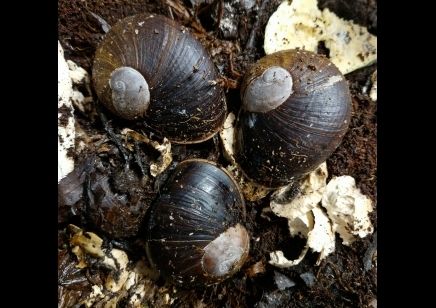 Helicophanta Ibaraoensis Pack of 3 Deal 