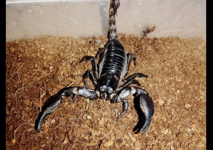 Heterometrus silenus - Vietnamese Forest Scorpion