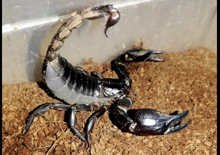 Heterometrus silenus - Vietnamese Forest Scorpion