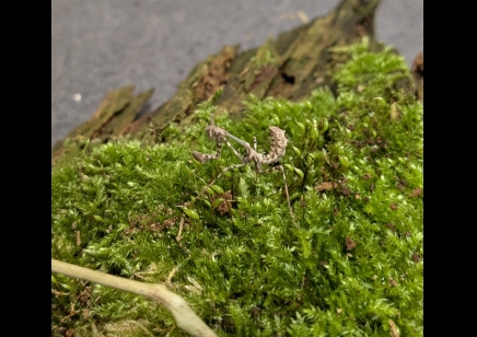 Empusa hedenborgii - Conehead Mantis