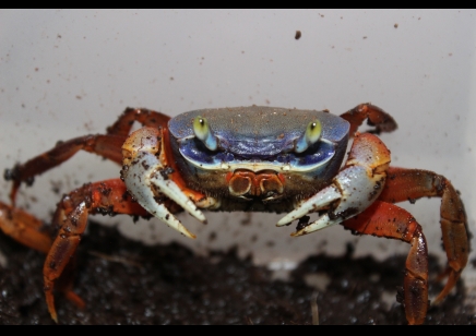 Cardisoma armatum - Rainbow Crab (with missing leg/claw) discounted