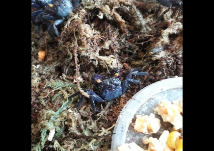 Geosesarma bogorensis - Purple Vampire crab