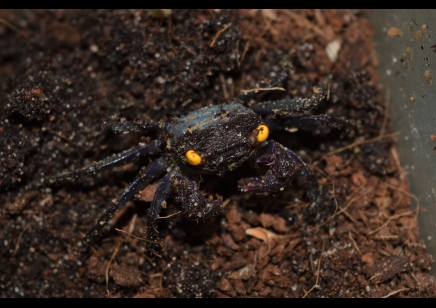 Geosesarma bogorensis - Purple Vampire crab