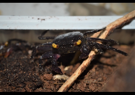 Geosesarma bogorensis - Purple Vampire crab 5 left