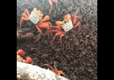 Geosesarma rouxi - Rainbow Vampire Crab (red leg) 17 left